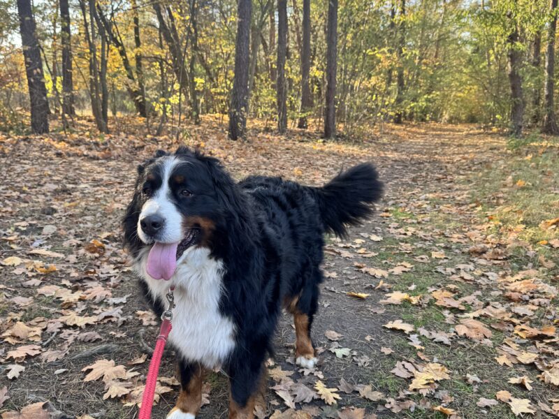 Skradziony Berneńczyk suczka Fibi