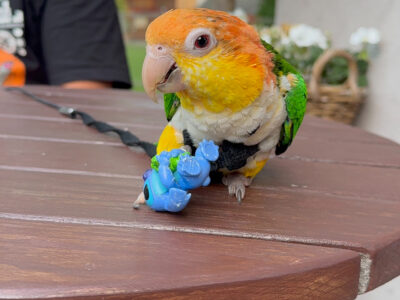 ZAGINĘŁA PAPUGA WOLA JUSTOWSKA