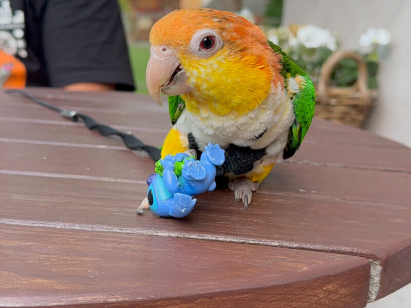 ZAGINĘŁA PAPUGA WOLA JUSTOWSKA