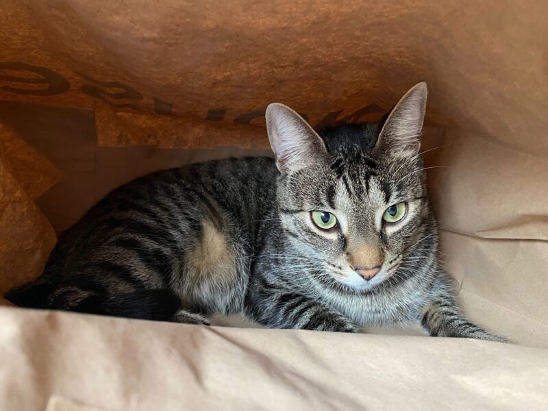 Zaginął bury kot Tokio, w dniu 4.11.2025 w okolicach Nowego Miasta, Zielone Wzgórza Kot ma chip