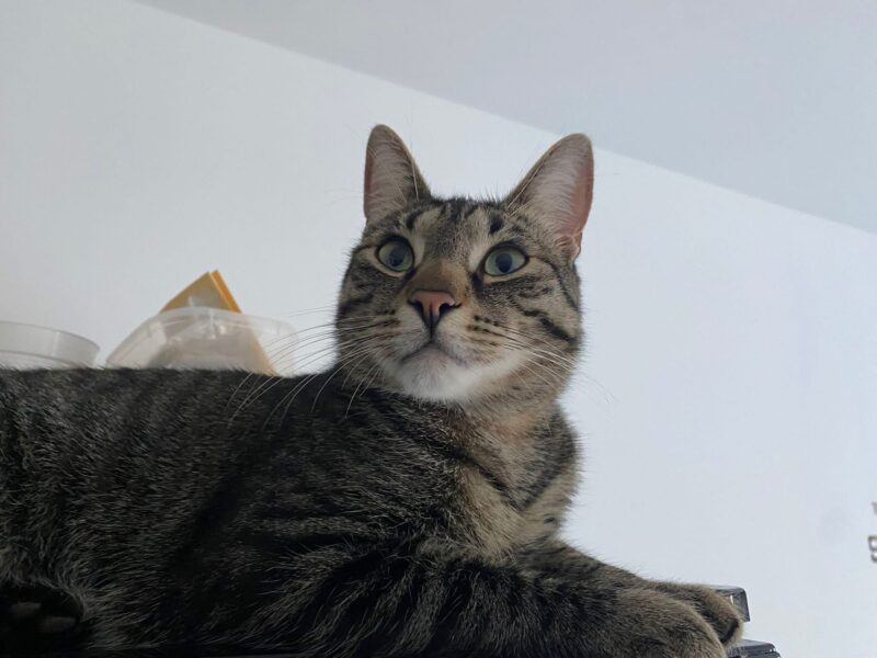 Zaginął bury kot Tokio, w dniu 4.11.2025 w okolicach Nowego Miasta, Zielone Wzgórza Kot ma chip