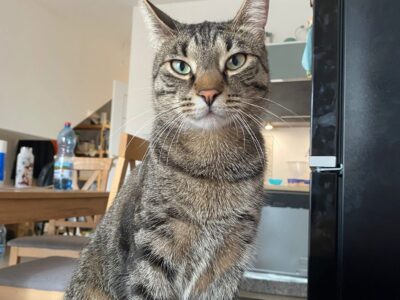 Zaginął bury kot Tokio, w dniu 4.11.2025 w okolicach Nowego Miasta, Zielone Wzgórza Kot ma chip