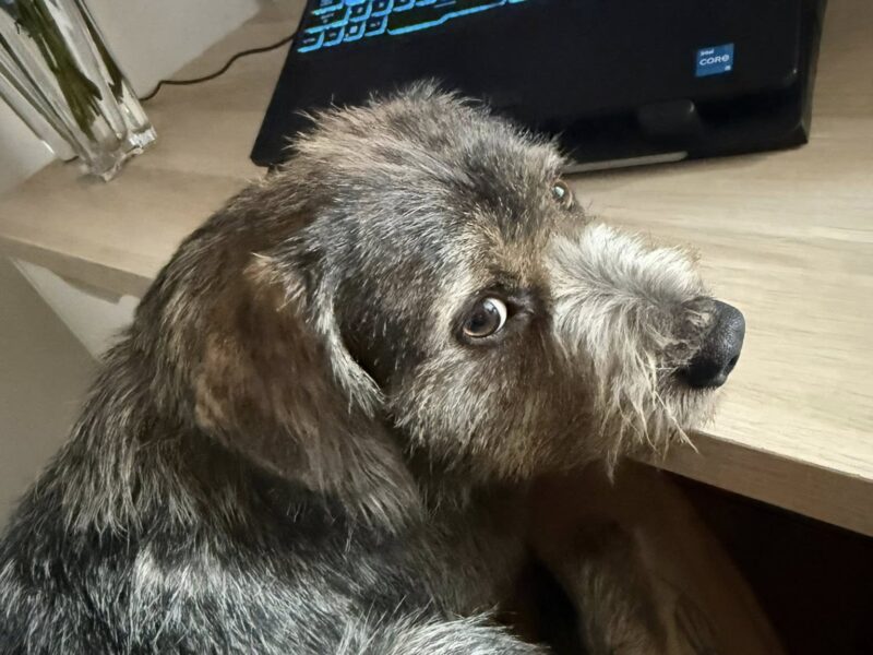 Uwaga! Zaginął Piesek Majki