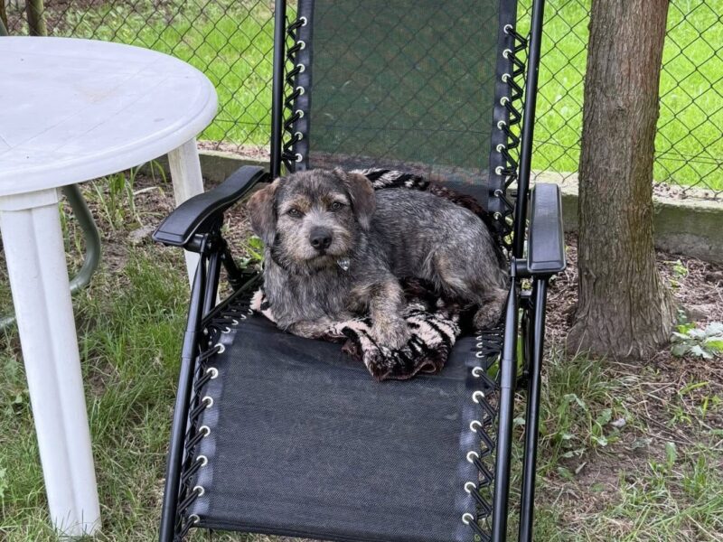Uwaga! Zaginął Piesek Majki
