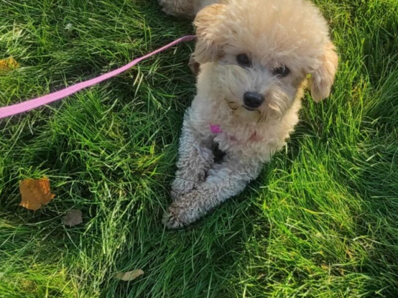 Zaginęła sunia Maltipoo