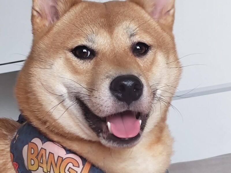Uciekła Sunia Shiba Inu z lękami