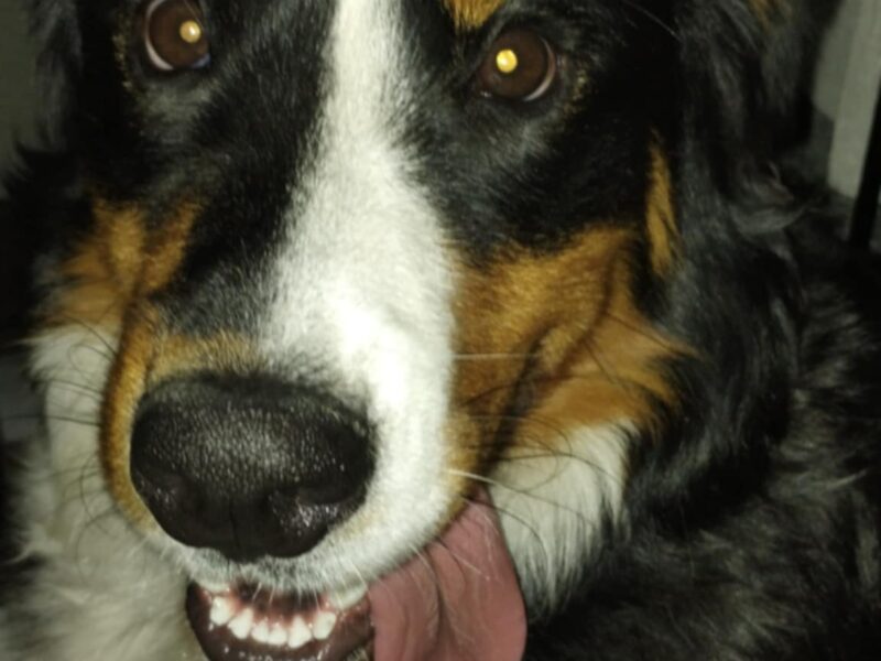 Zaginął Berneński Pies Pasterski