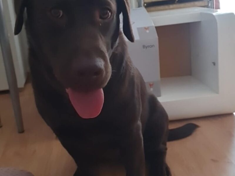 Zaginęła brązowa Labradorka Brysia