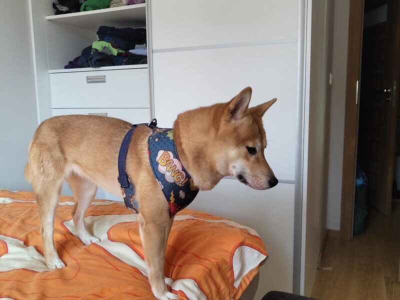 Uciekła Sunia Shiba Inu z lękami