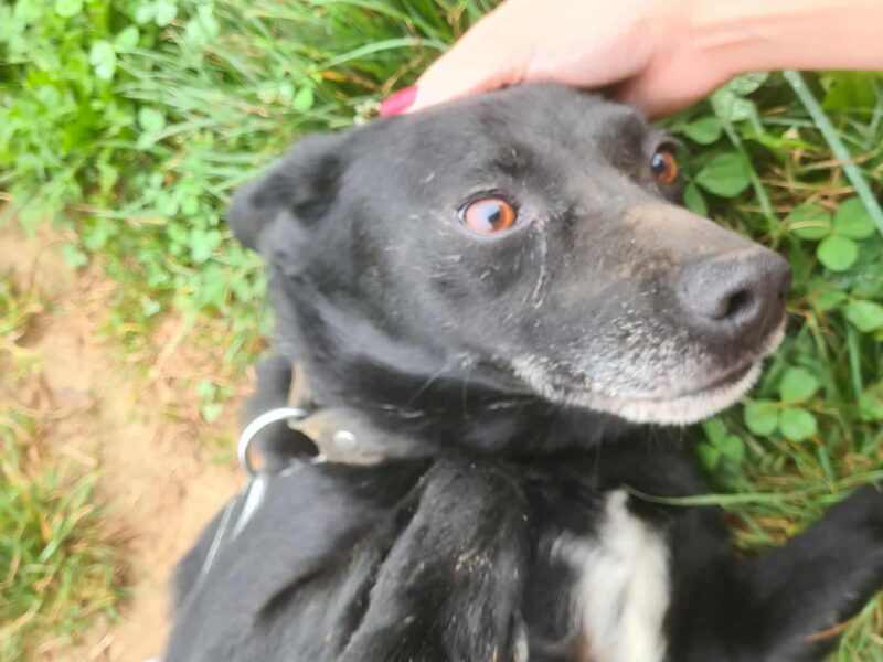 Zaginął Piesek Precel