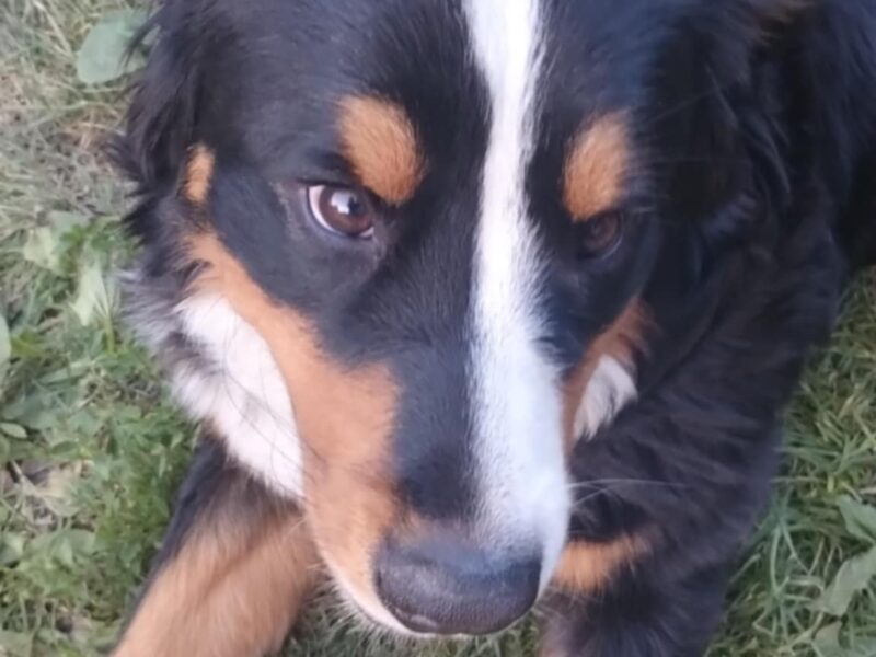 Zaginął Berneński Pies Pasterski
