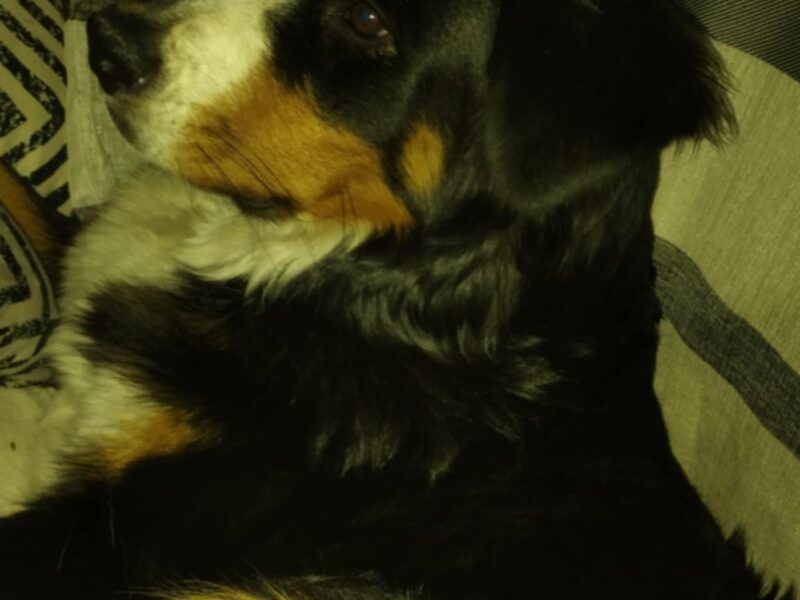 Zaginął Berneński Pies Pasterski