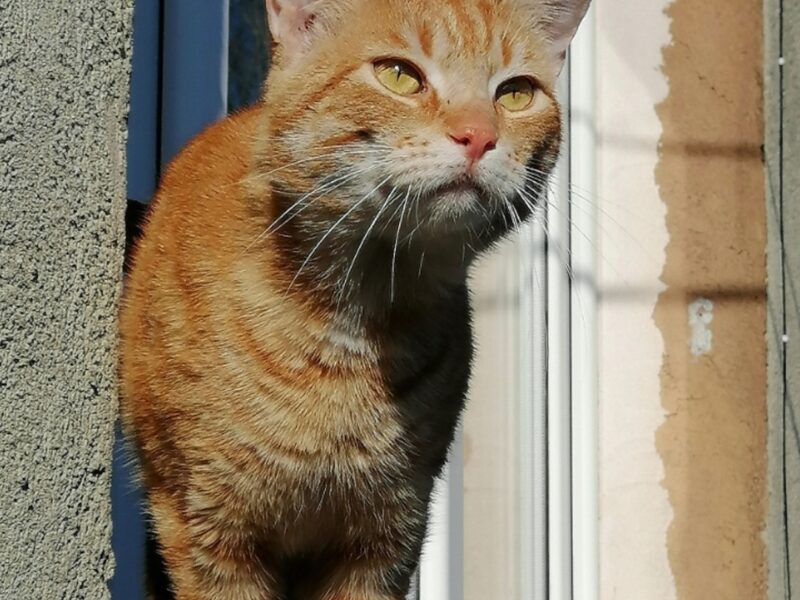 Zaginął kocur Rysio