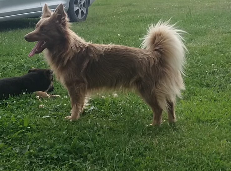 Zaginął mały rudo-brązowy piesek