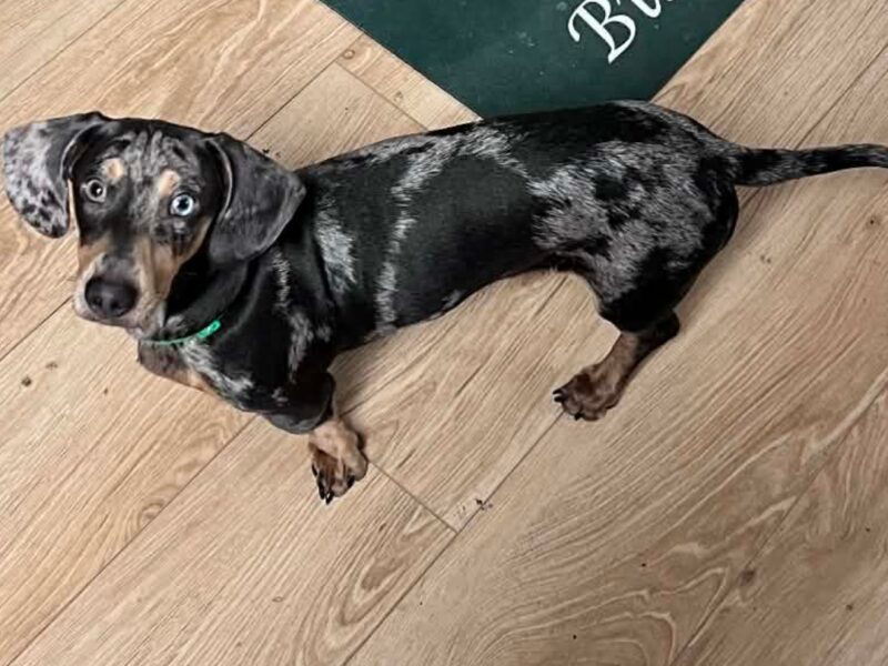 ZAGINĄŁ PIESEK BUBUŚ !