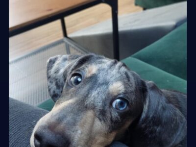 ZAGINĄŁ PIESEK BUBUŚ !