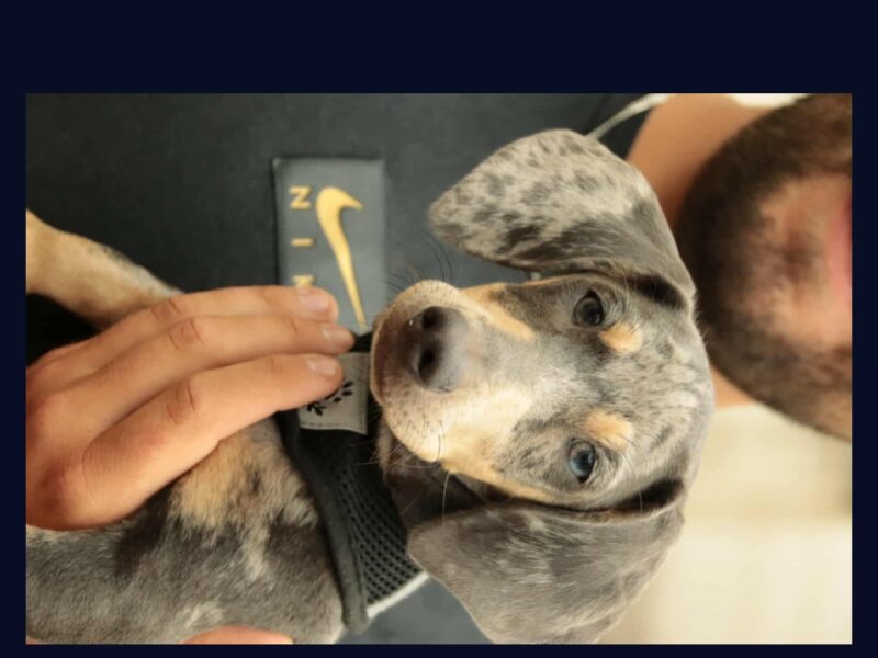 ZAGINĄŁ PIESEK BUBUŚ !