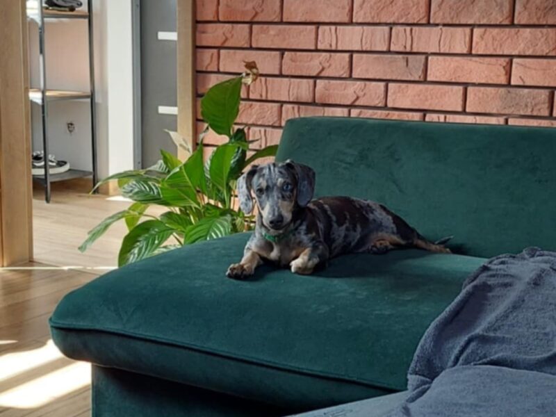 ZAGINĄŁ PIESEK BUBUŚ !