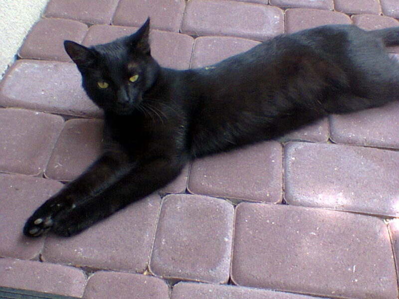 Zaginęła kotka Dżaga