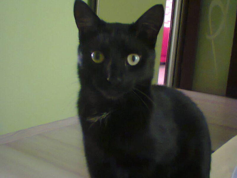 Zaginęła kotka Dżaga