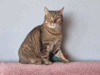 Zaginęła kotka Ari