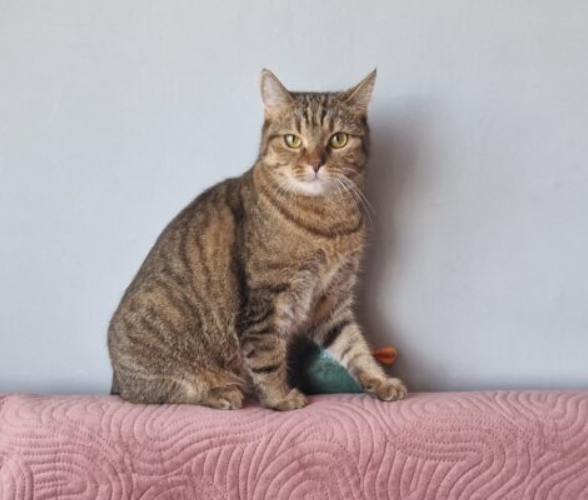 Zaginęła kotka Ari