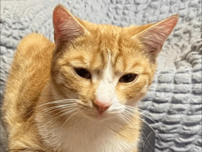 Zaginął Rudy Kotek Dyzio