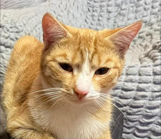 Zaginął Rudy Kotek Dyzio