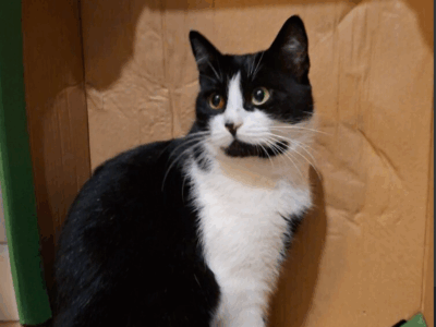 Zaginęła kotka Warszawa Wawer i okolice