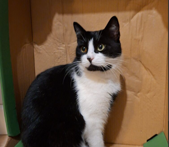 Zaginęła kotka Warszawa Wawer i okolice