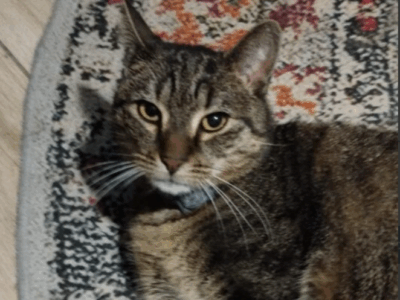 ZAGINĄŁ KOTEK DROPSIU