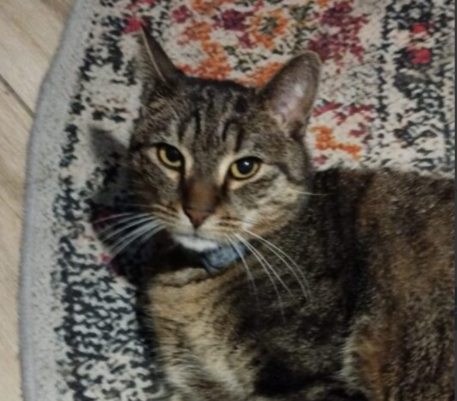 ZAGINĄŁ KOTEK DROPSIU