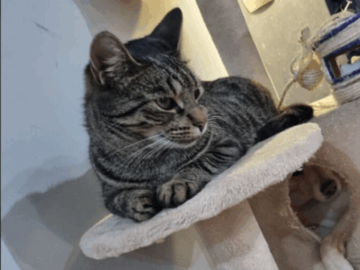 Zaginęła Kotka Leosia