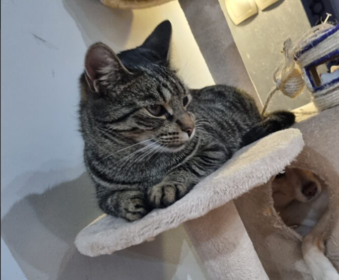 Zaginęła Kotka Leosia