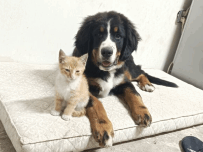 Zaginął Piesek Berni