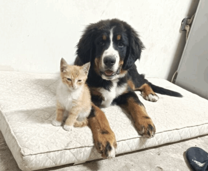 Zaginął Piesek Berni