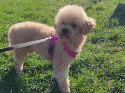 Zaginęła sunia Maltipoo