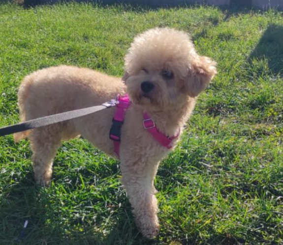 Zaginęła sunia Maltipoo