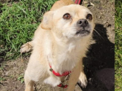 Zaginął piesek Pikuś