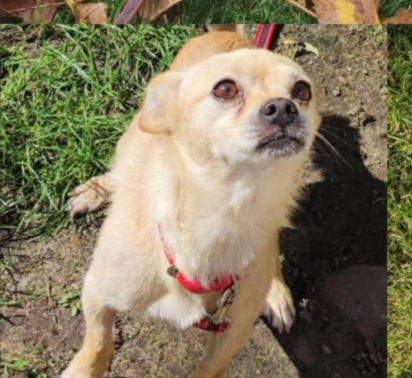 Zaginął piesek Pikuś