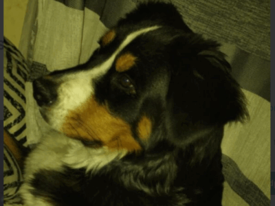 Zaginął Berneński Pies Pasterski