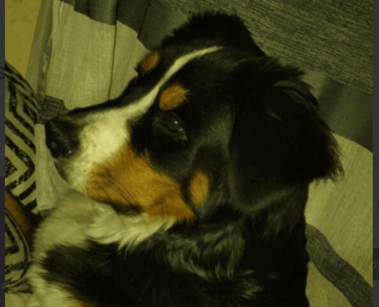 Zaginął Berneński Pies Pasterski