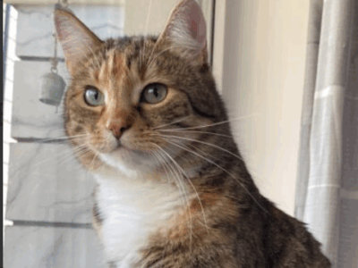 Zaginęła Kotka Beta