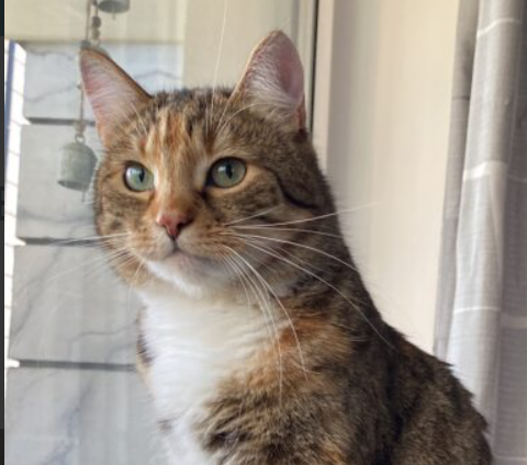 Zaginęła Kotka Beta