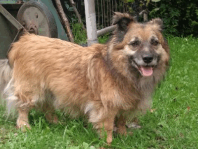 Zaginął piesek Aleks