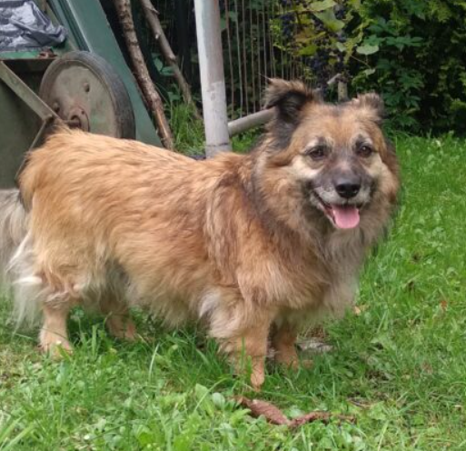 Zaginął piesek Aleks