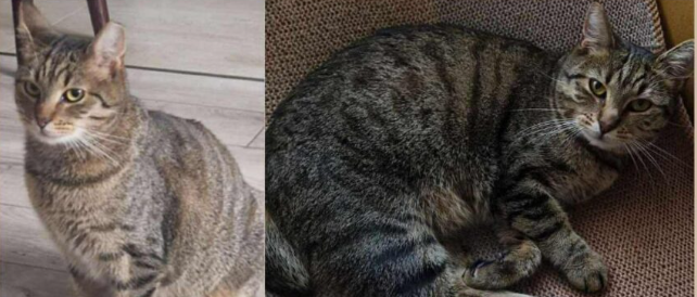 ZAGINĘŁA KOTKA BONA/NIUNIA