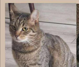 ZAGINĘŁA KOTKA BONA/NIUNIA