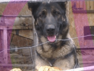 Zaginęła sunia Furia