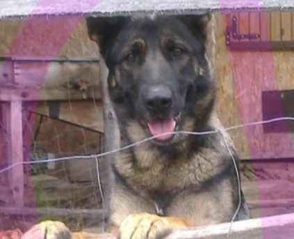 Zaginęła sunia Furia